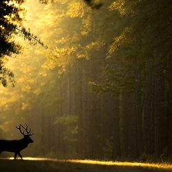 Ambiances d'automne