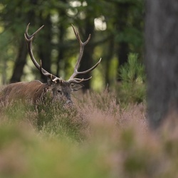 Cerfs elaphe