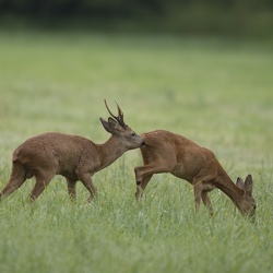 Rut