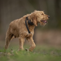 Griffon Fauve de Bretagne